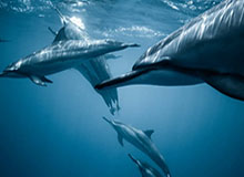 金年会官网-谷爱凌：2025年是网暴谣言最严重的一年，也是最难的一年